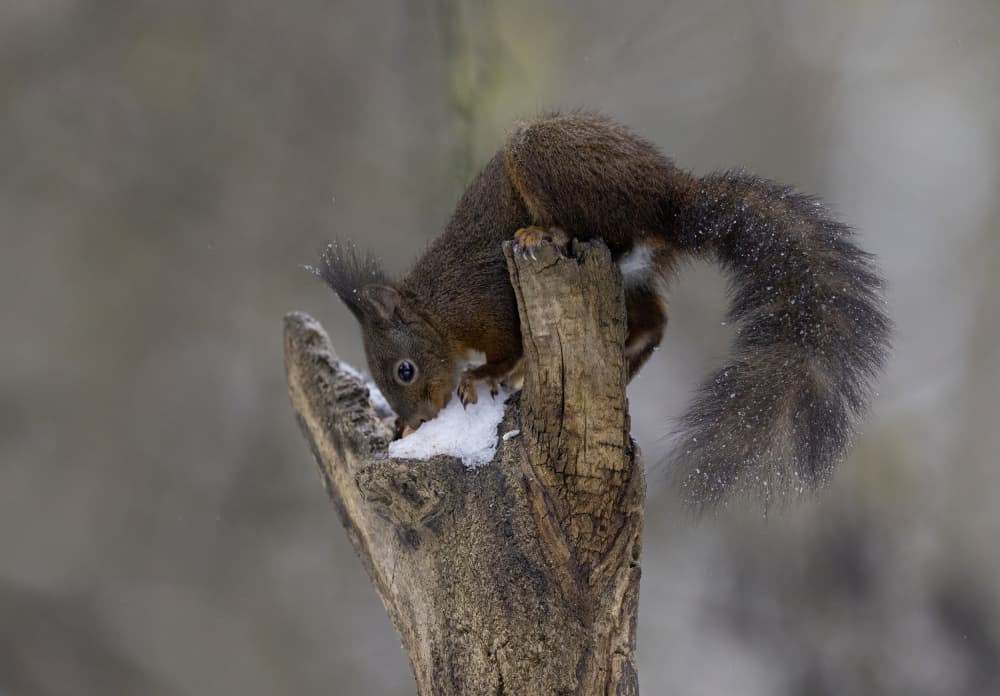 Red Squirrel in Snow by Marco Barisone — canvas wall art