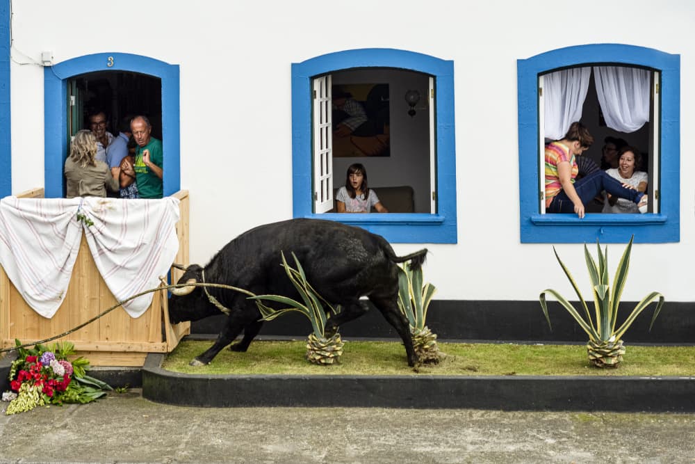 Traditional Bull Event by Gabi Pontes — canvas wall art