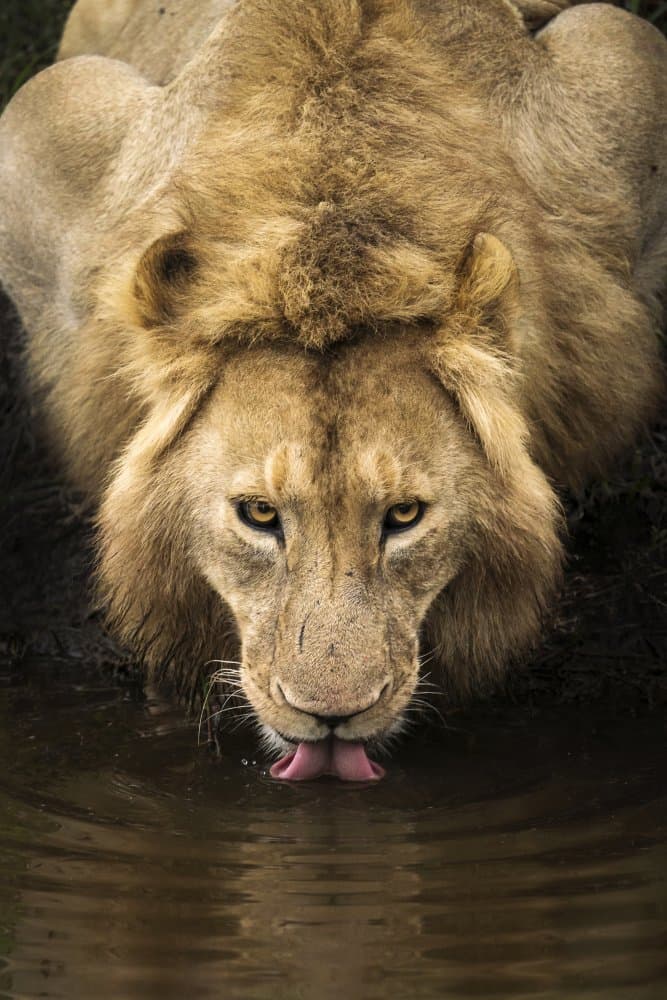 Majestic Lion Drinking by Dan Mirica — canvas wall art