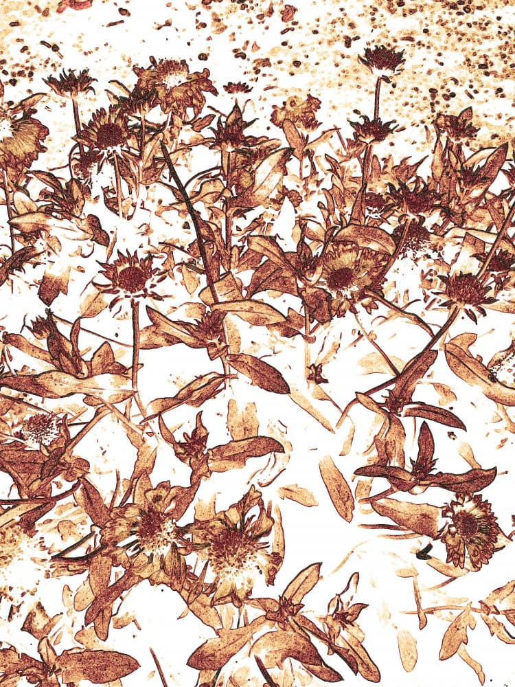Sepia Flower Field by Santhosh ch — canvas wall art