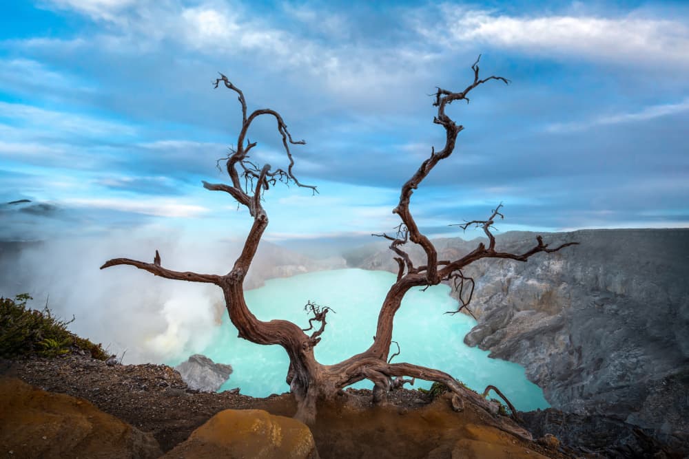Gnarled Tree Crater Lake by Irene Wu — canvas wall art