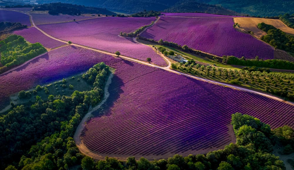 Rolling Lavender Fields by Kenneth-Wei Zeng — canvas wall art