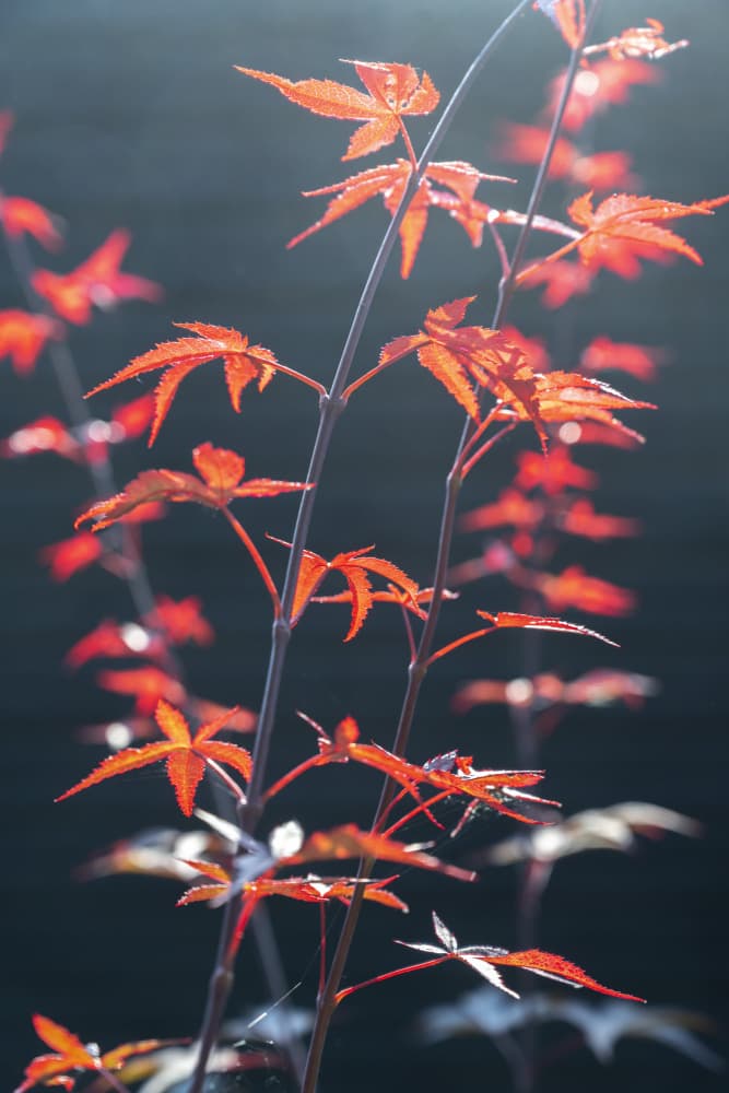 Autumn Maple Glow by Christa Stroo — canvas wall art