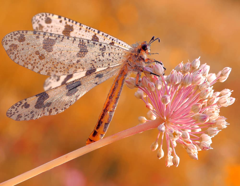 **Orange Antlion on Pink Blossom** by Thierry Dufour — canvas wall art