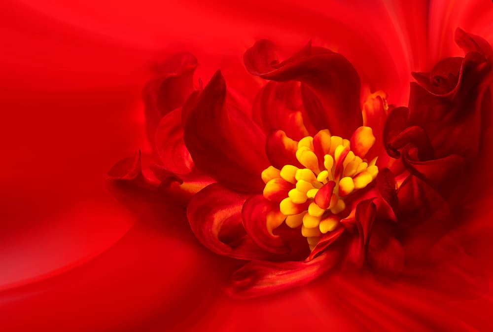Vibrant Red Bloom by Lydia Jacobs — canvas wall art
