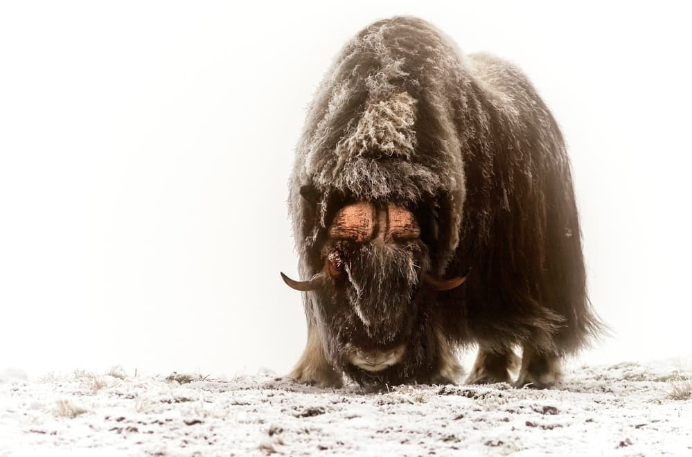 Musk Ox in Winter by Giuseppe DAmico — canvas wall art
