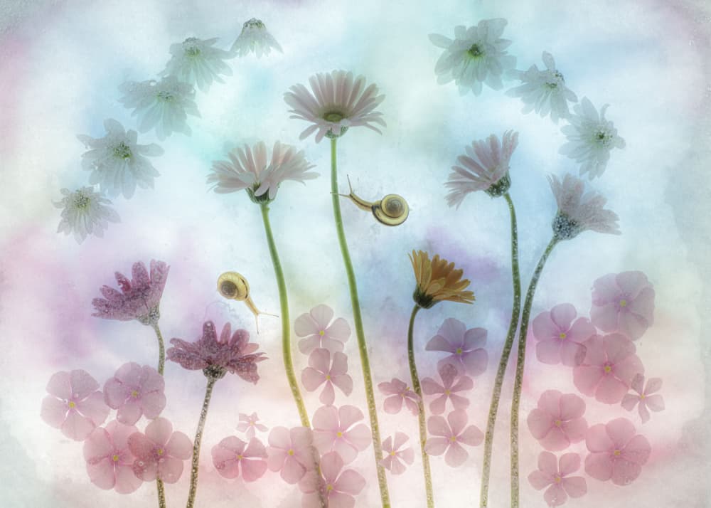 Dreamy Garden Snails by Miharu † — canvas wall art