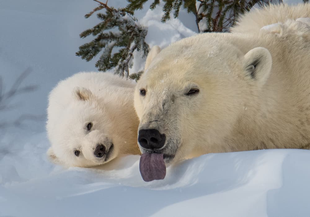 Playful Polar Bear Family by Liwen Tao — canvas wall art