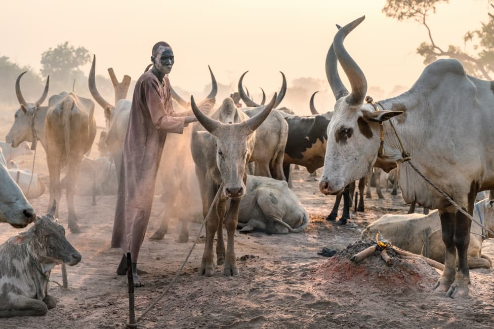 Dinka Man Golden Cattle by Trevor Cole — canvas wall art