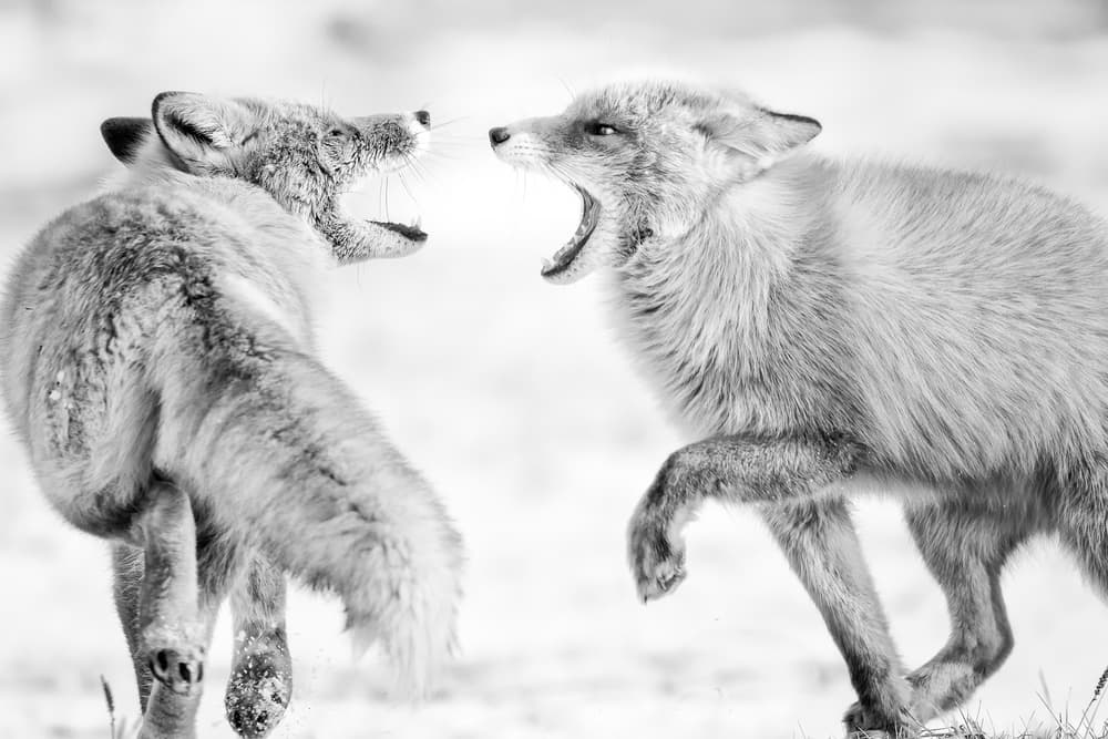 Wild Foxes Confrontation by Eiji Itoyama — canvas wall art