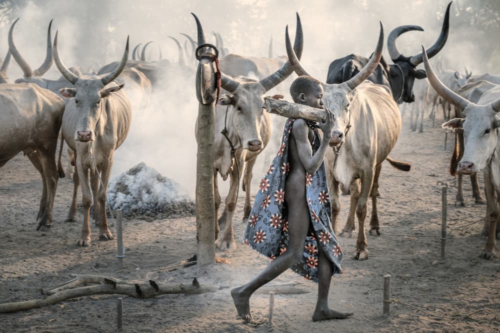 African Boy and Sacred Cattle by Trevor Cole — canvas wall art