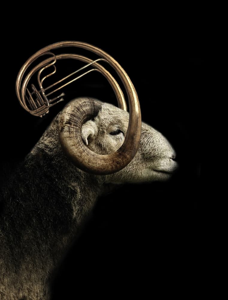 Musical Ram Profile by Jeffrey Hummel — canvas wall art