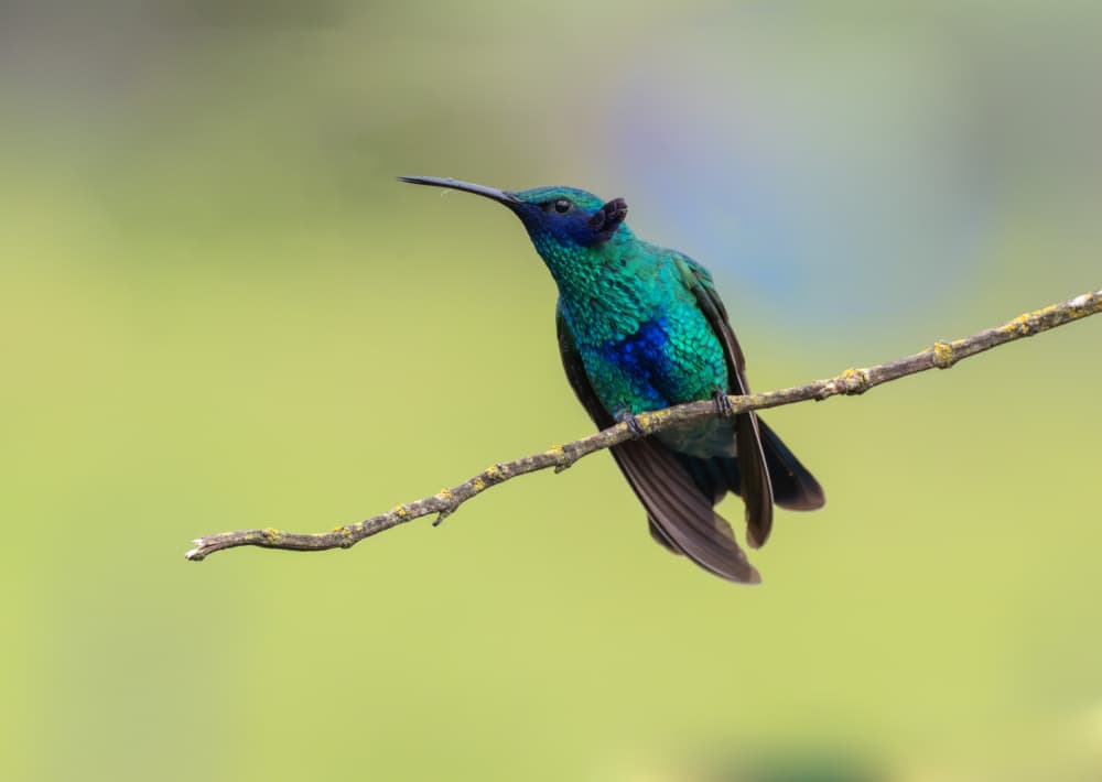 Emerald Hummingbird Perch by Tony Yu — canvas wall art