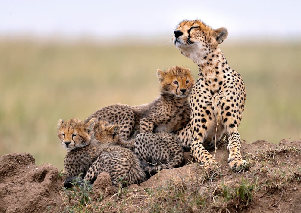 Peaceful Cheetah Family by Giuseppe DAmico — canvas wall art