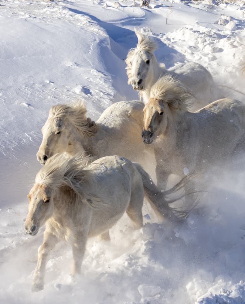 Galloping Snow Horses by Sally Widjaja — canvas wall art