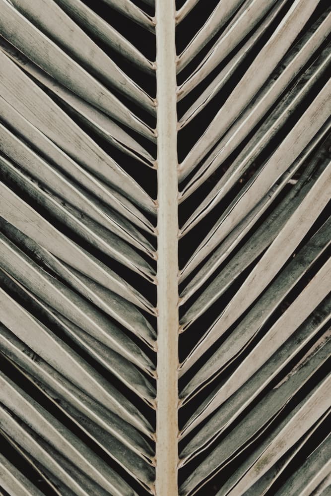 Palm Leaf Lines by Pictufy Studio III — canvas wall art