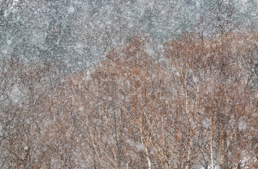 Winter Forest Snowfall by swapnil deshpande — canvas wall art