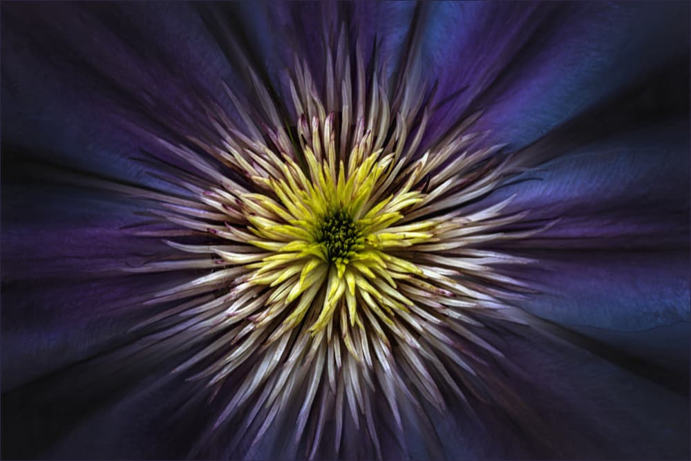 Purple Flower Center by Gilbert Claes — canvas wall art
