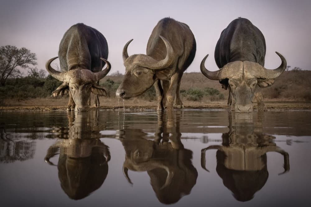 African Buffalo Reflections by Renee Doyle — canvas wall art