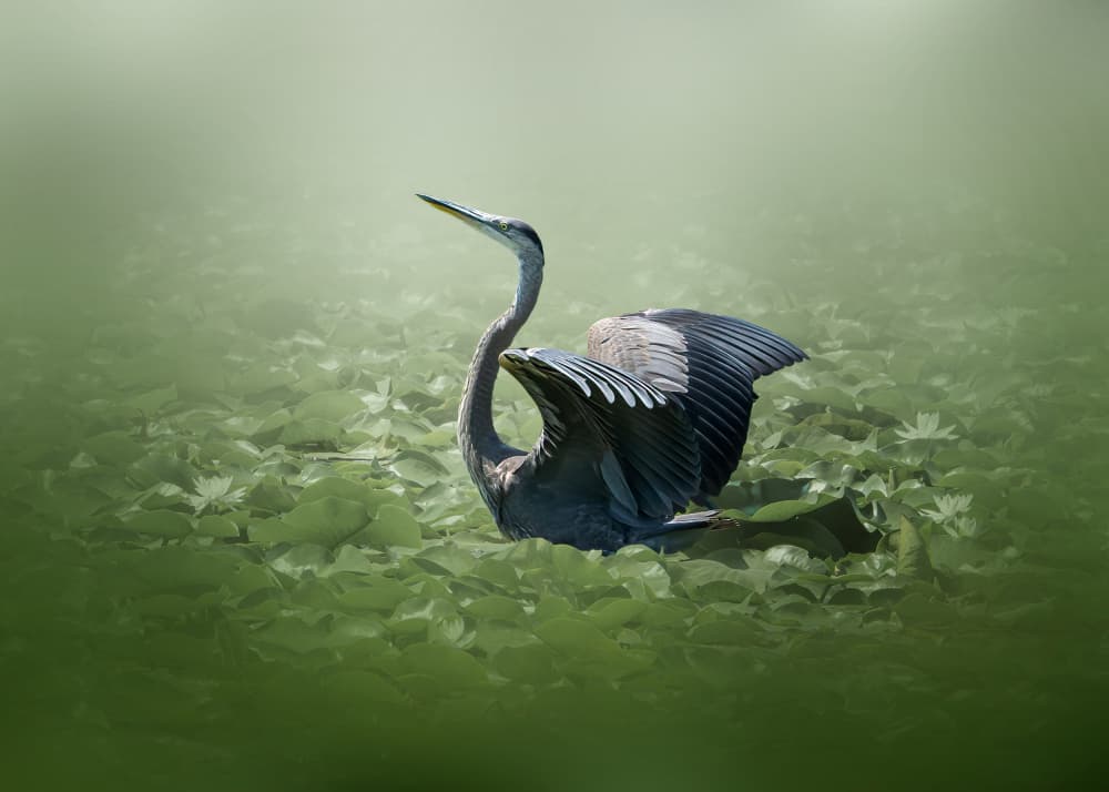 Blue Heron Spreads Wings by Jennifer Chen APA — canvas wall art