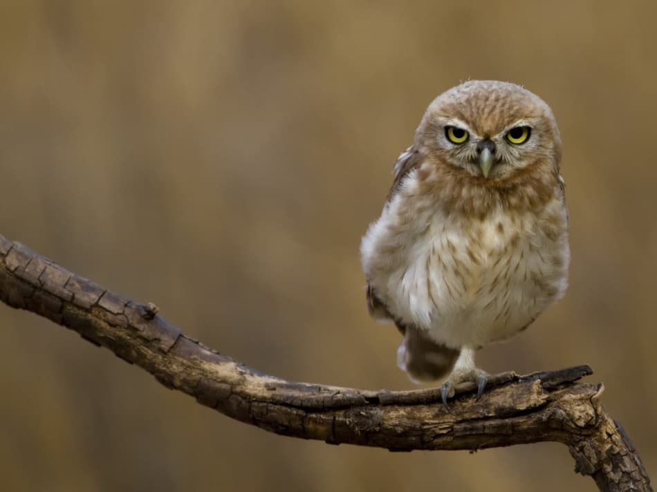 Intense Owl Stare by Amnon Eichelberg — canvas wall art