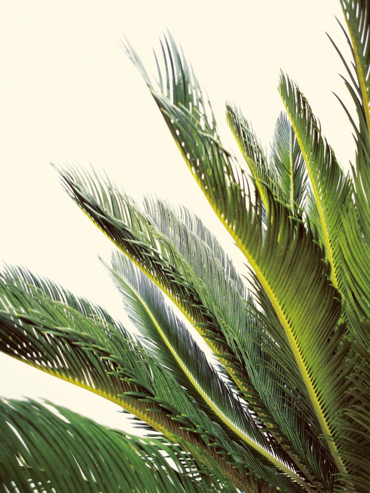 Vibrant Tropical Palm Fronds by Angelo Cerantola — canvas wall art