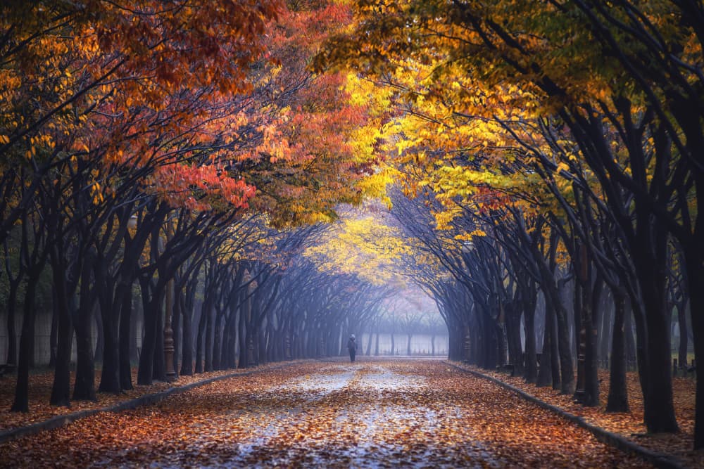 Misty Autumn Path by Tiger Seo — canvas wall art