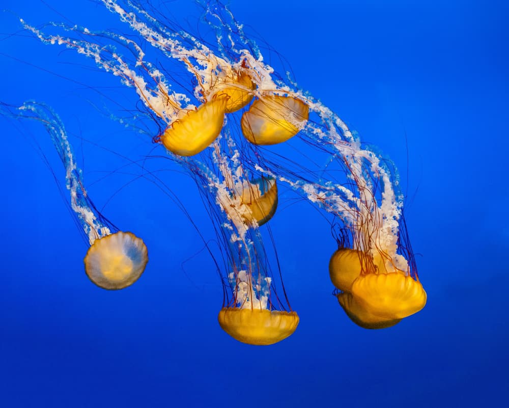 Floating Golden Jellyfish by Andrew Beavis — canvas wall art