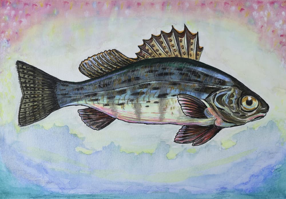 Dreamy Perch Fish by Marina Kozyr — canvas wall art
