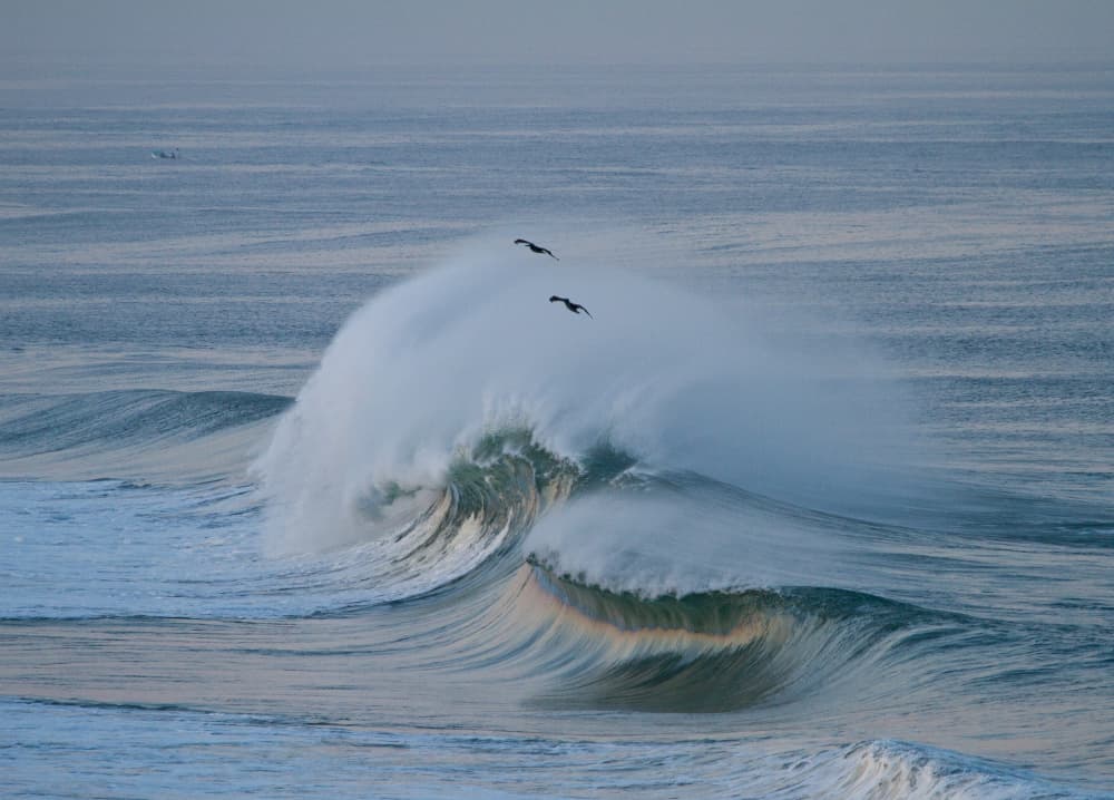 Majestic Wave Birds by Anthony Fox — canvas wall art