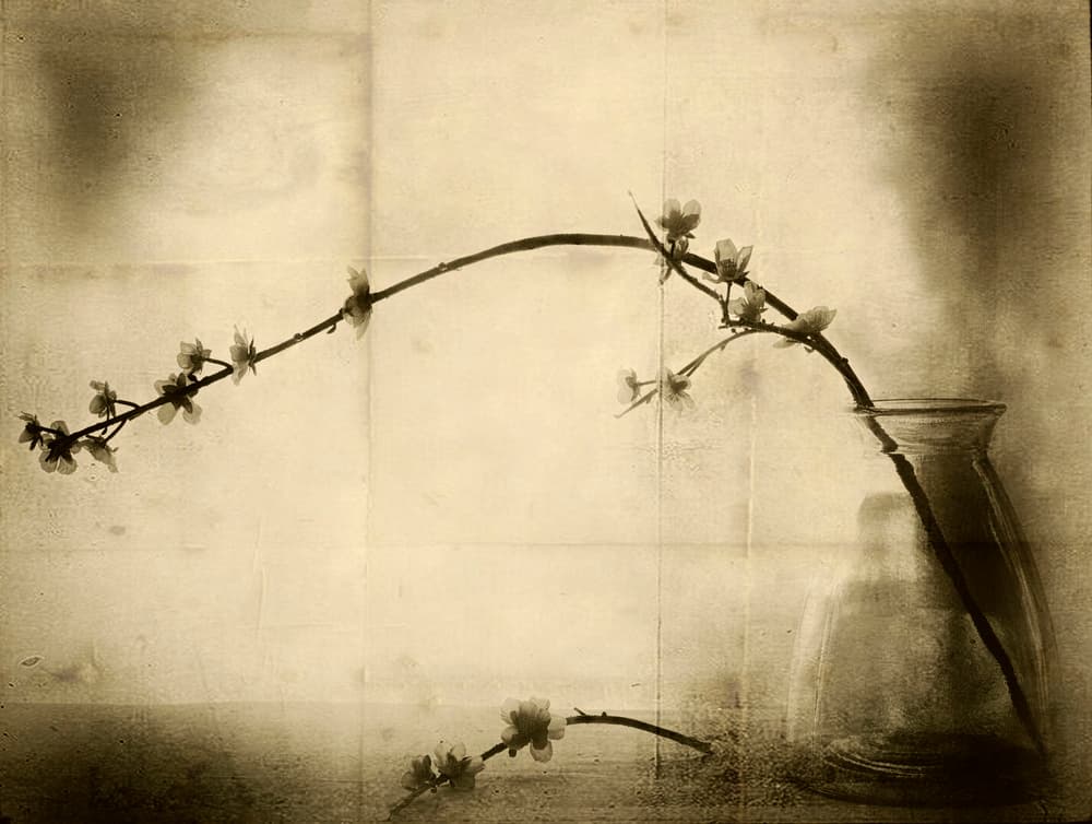 Sepia Floral Still Life by Jeffrey Hummel — canvas wall art