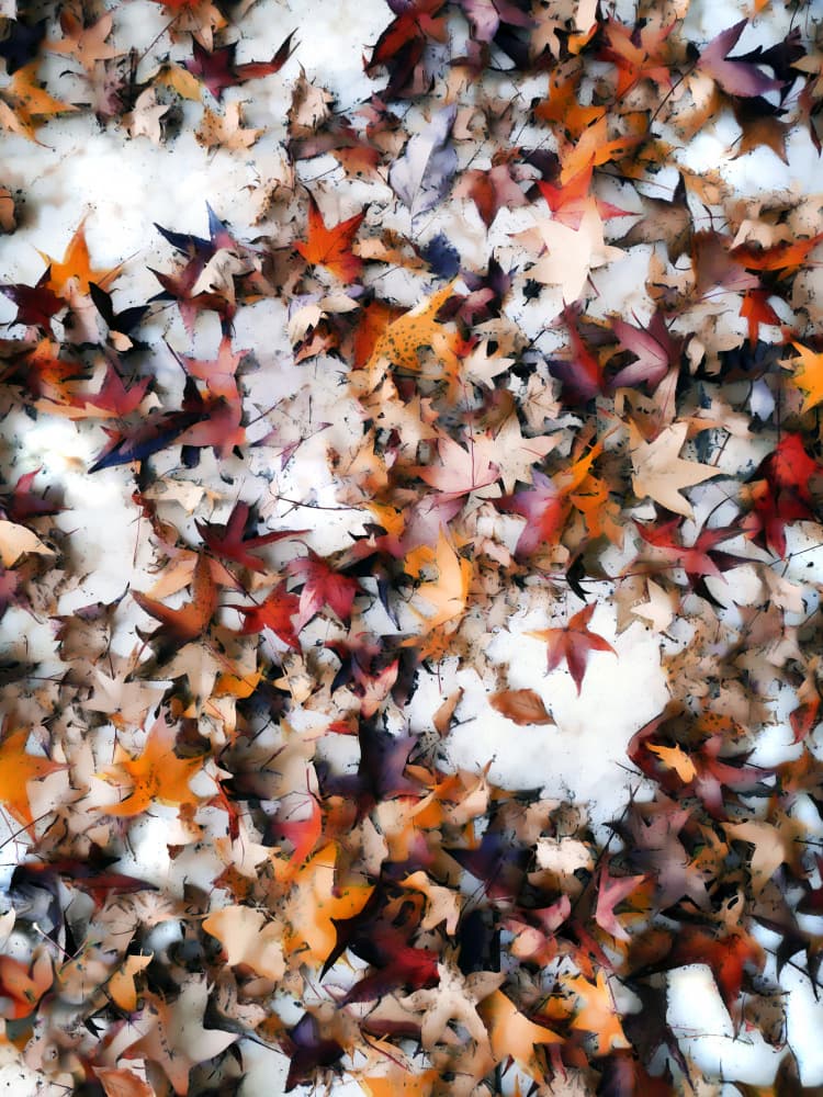 Colorful Autumn Snow by Angelo Cerantola — canvas wall art
