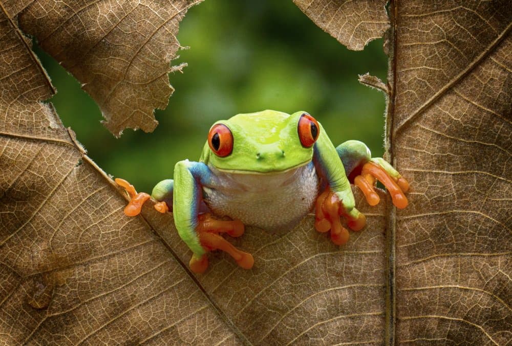 Curious Red-Eyed Frog by Angela Muliani Hartojo — canvas wall art
