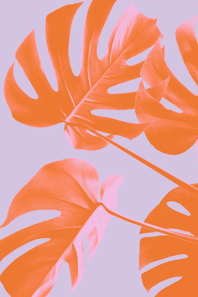 Tropical Orange Monstera by Pictufy Studio III — canvas wall art