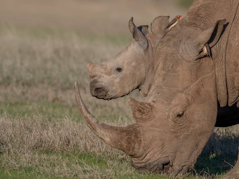 Rhino Mother and Calf by Jennifer Lu — canvas wall art