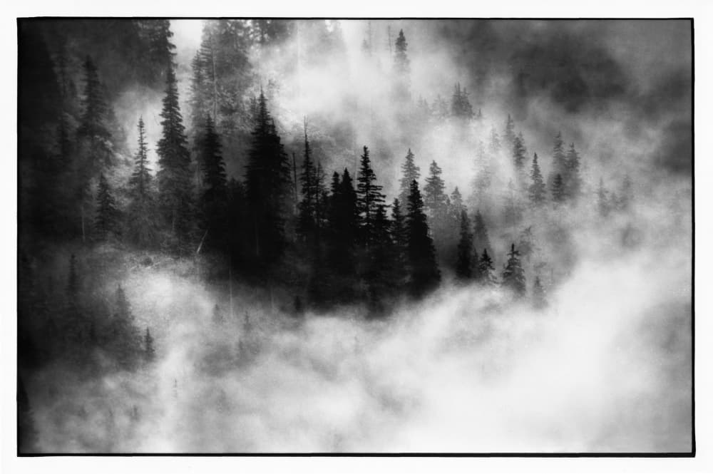 Misty Forest Trees