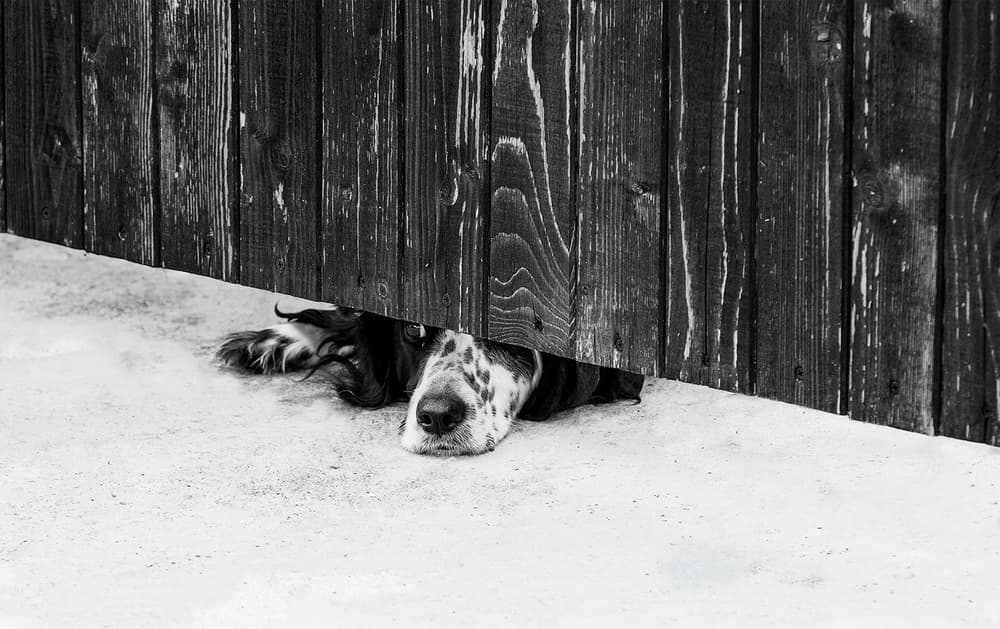 Curious Dog Peeking Under Fence by Zhecho Planinski — canvas wall art