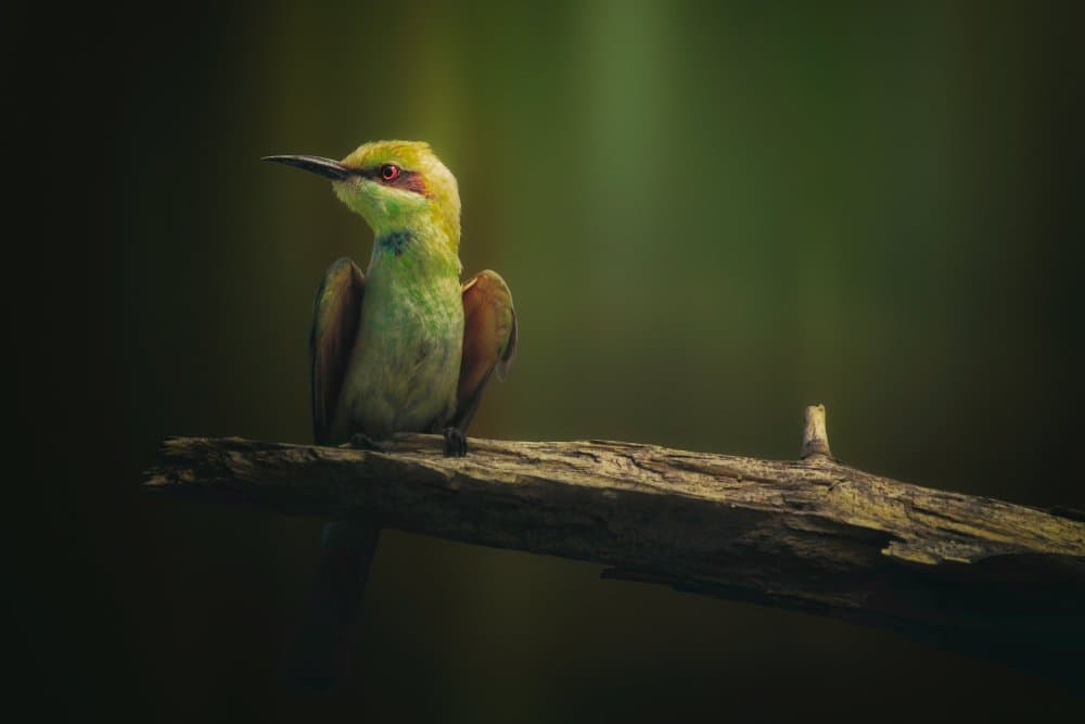 Vibrant Green Bird by Sina Pezeshki — canvas wall art