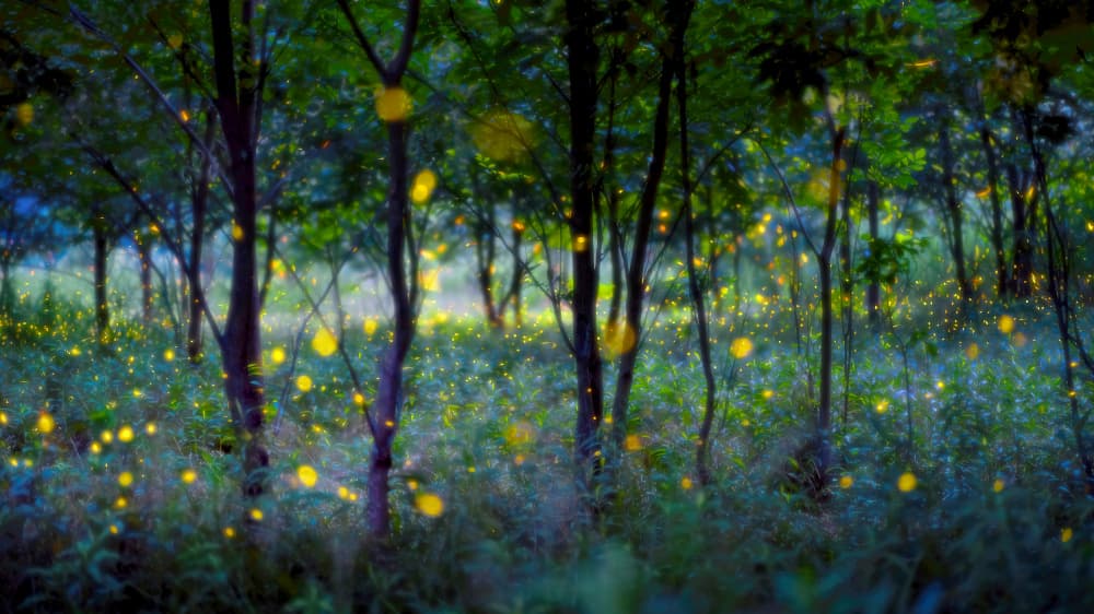 Magical Firefly Forest by Hua Zhu — canvas wall art