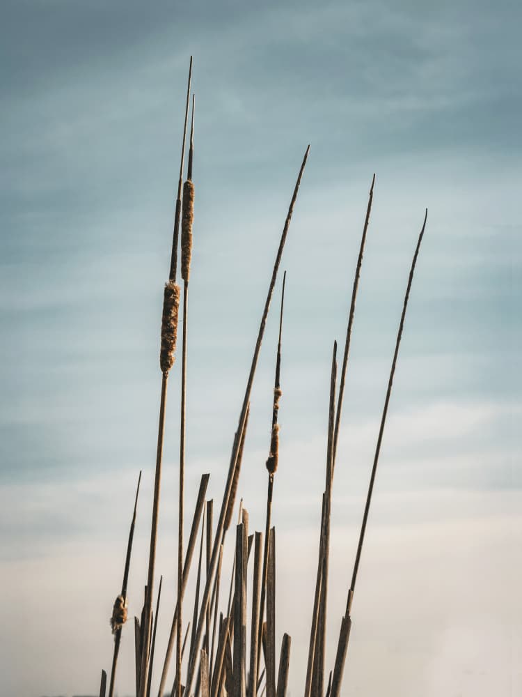 Serene Cattails Blue Sky by Stephanie Klatt — canvas wall art
