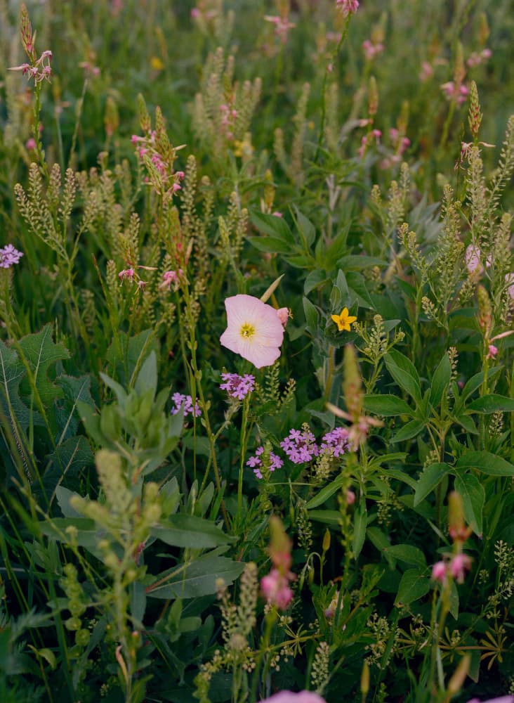 Vibrant Wildflower Meadow by Bethany Young — canvas wall art