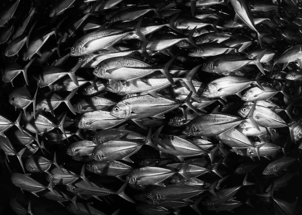 Swirling Silver Fish by Andrey Narchuk — canvas wall art