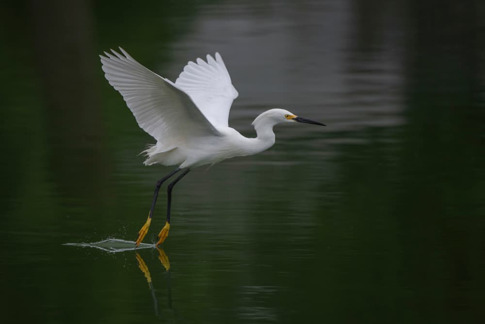 Snowy Egret Taking Flight by Tracy — canvas wall art