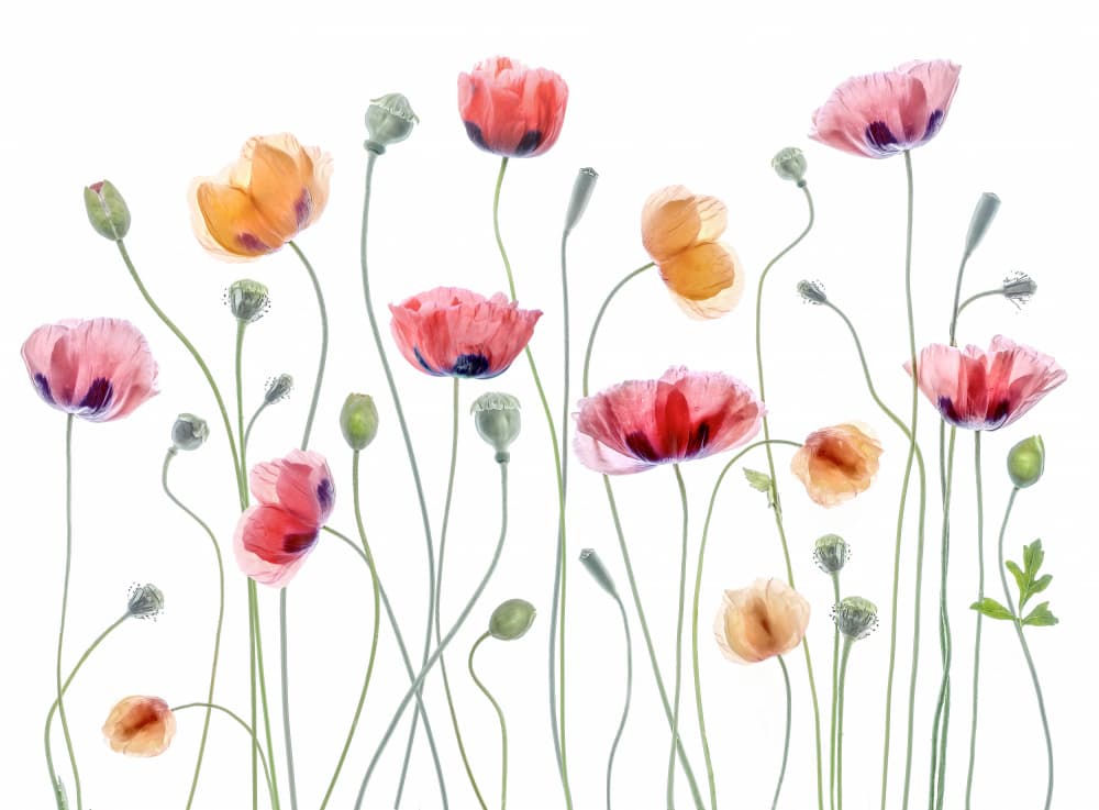 Papaver party by Mandy Disher — canvas wall art