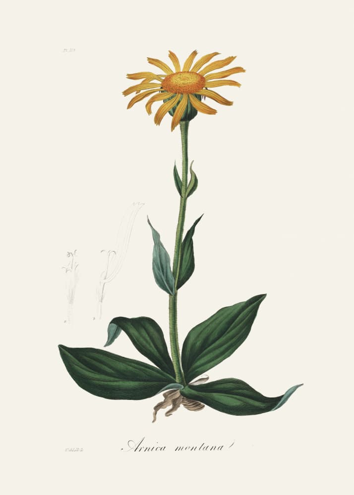 Mountain Arnica (arnica Montana) Medical Botany by John Stephenson and James Morss Churchill — canvas wall art