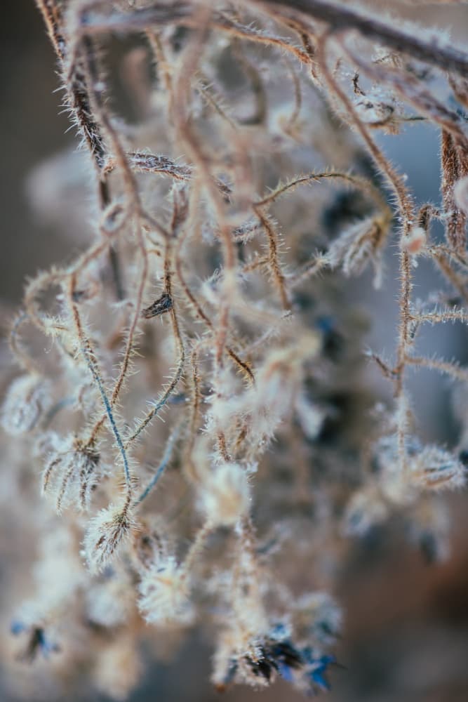 Winter's Delicate Frost by Javier Pardina — canvas wall art