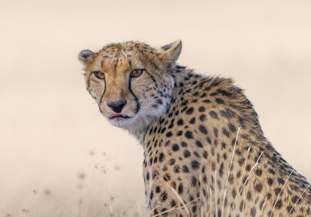 Watchful Cheetah Glances by Yang Jiao — canvas wall art