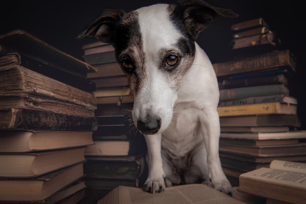 Pensive Dog Books by Heike Willers — canvas wall art