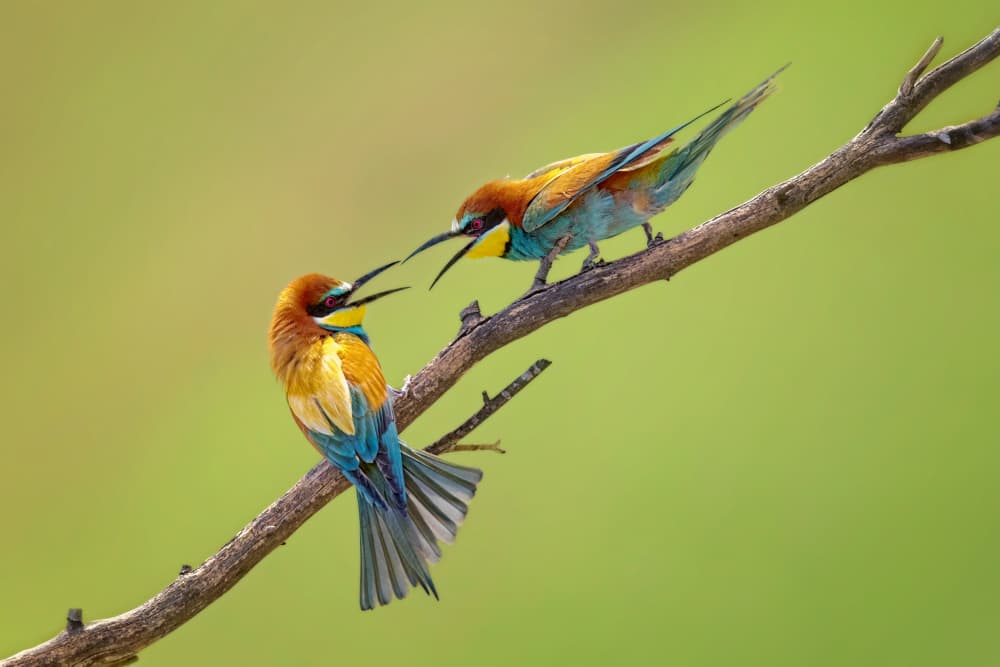 Colorful Bee-eater Pair by Siyu_Wei APA — canvas wall art