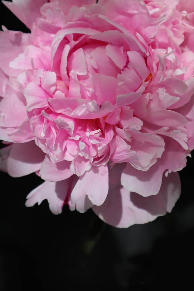 Soft Pink Peony by Rosana Laiz Blursbyai — canvas wall art